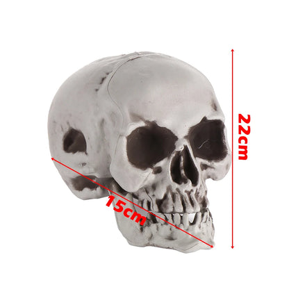 Halloween Human Skull Prop – Gothic Skeleton Head Decoration