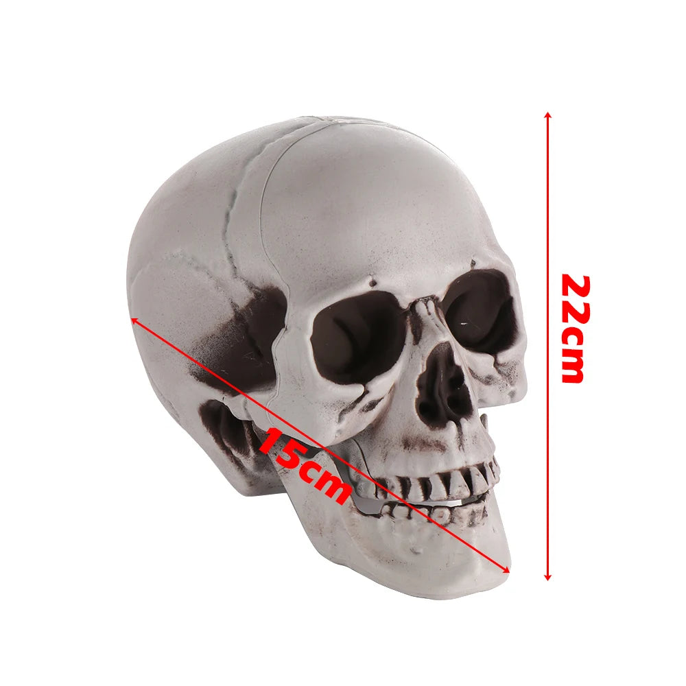 Halloween Human Skull Prop – Gothic Skeleton Head Decoration